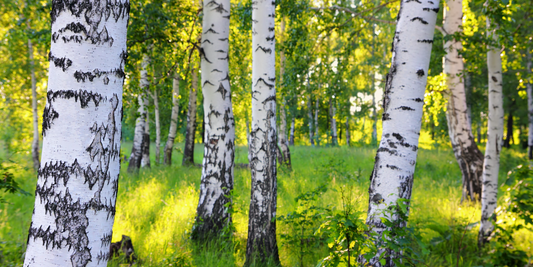 The Secrets of Birch Sweet