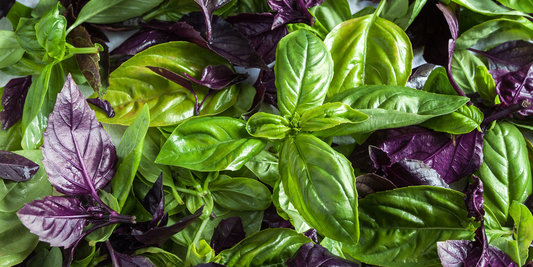 The Secrets of Basil
