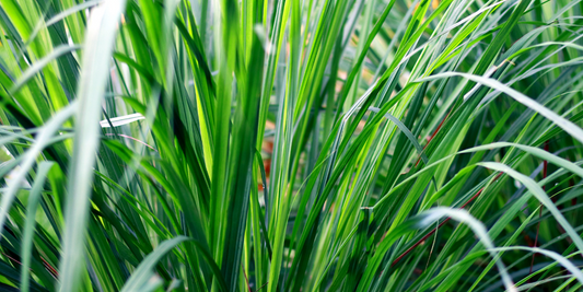 The Secrets of Citronella Java