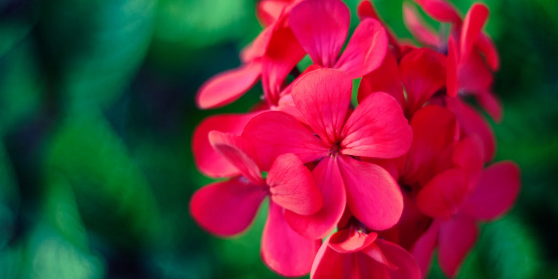 The Secrets of Geranium