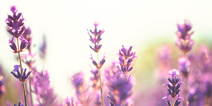The Secrets of Lavender