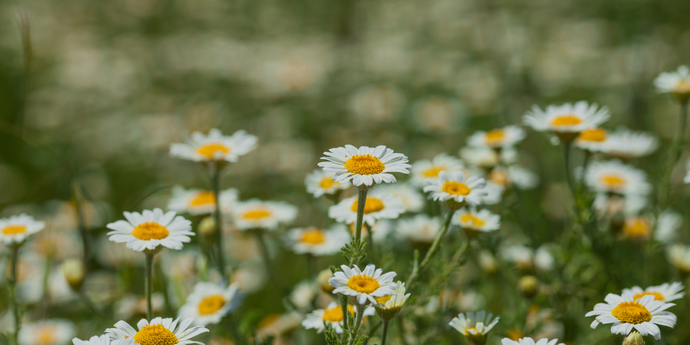 The Secrets of Chamomile